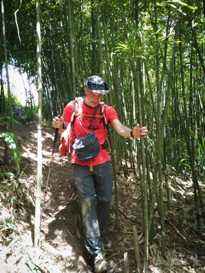 Crossing a young bamboo forest