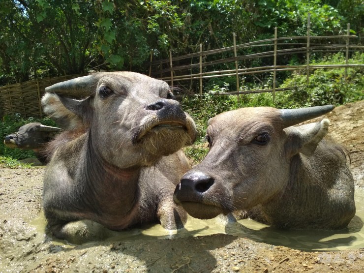 Don't be deceived by the looks. They are very calm and friendly.