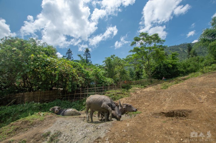 Buffalos having a bath