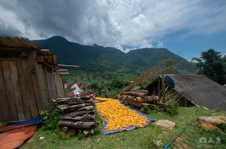 Corn is the second main food source after the rice
